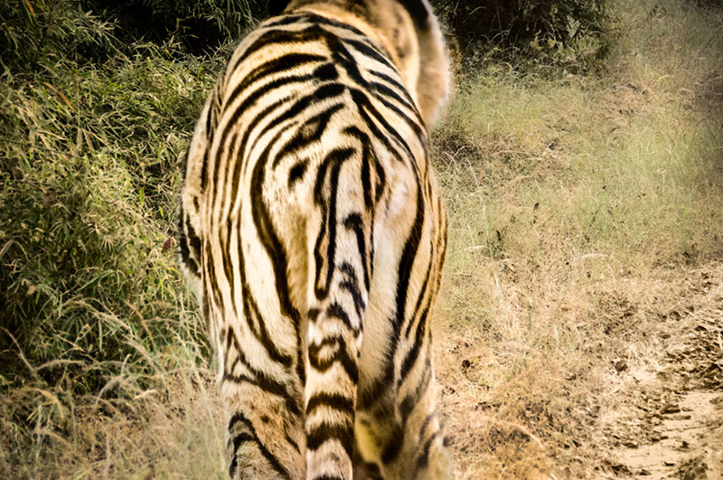 Bengal Tiger