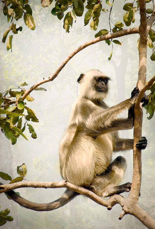 Langur Monkey