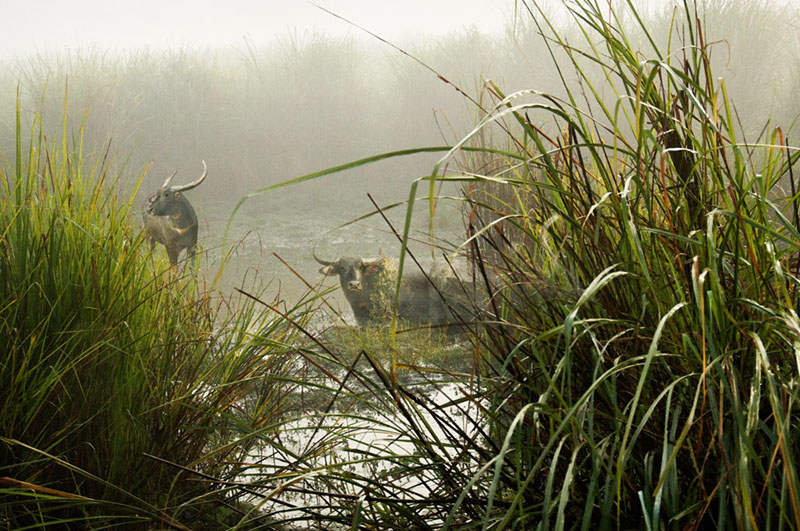 Asian Wild Water Buffalo