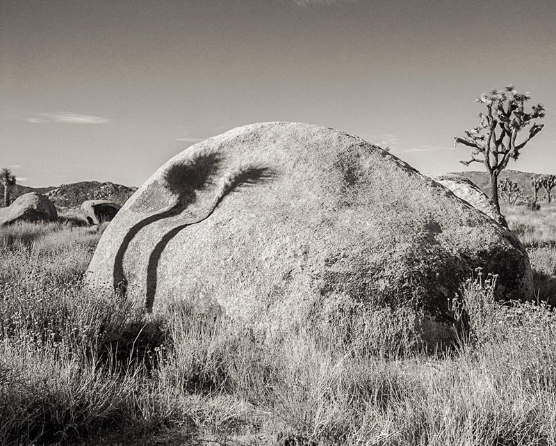 Joshua Tree Shadows