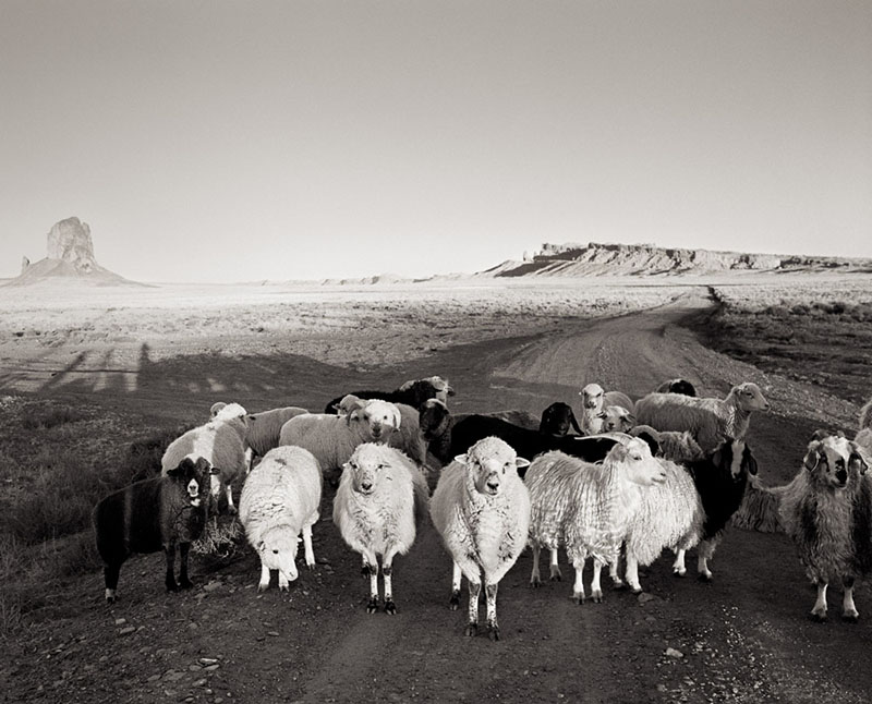 Monument Valley Sheep