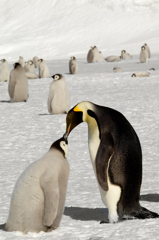 Emperor Penguin Feeding Chick