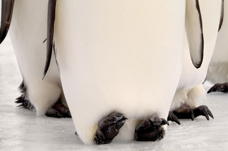Emperor Penguin Feet