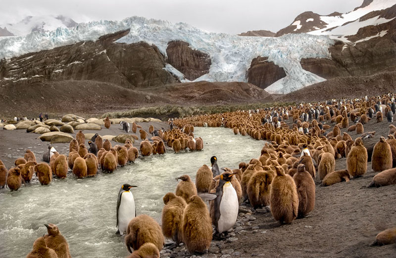 King Penguins