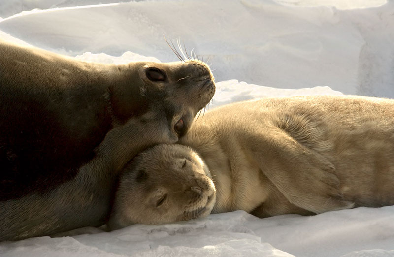 Weddell Seals