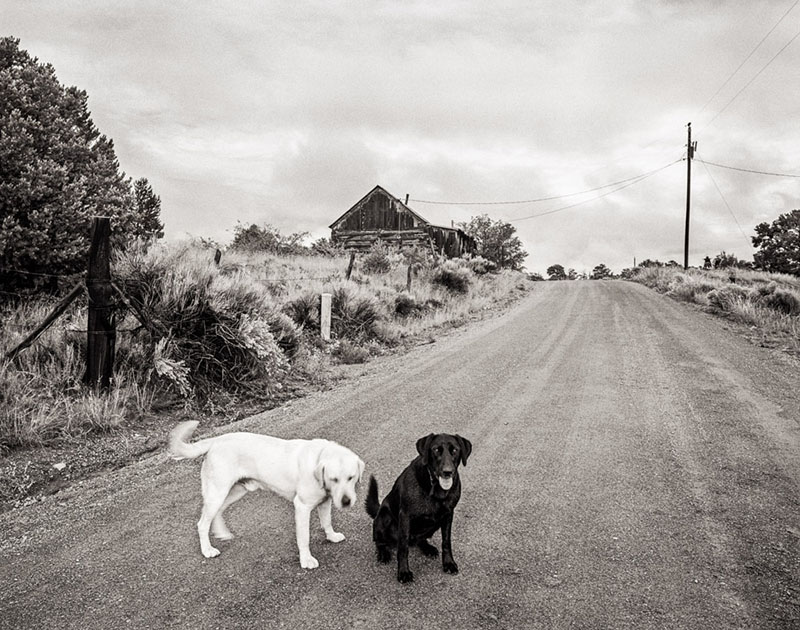 Two dogs, one white and one black, on a dirt road leading to an old barn.