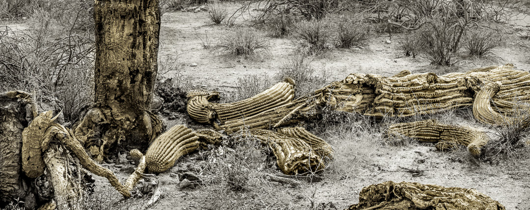 In The Wild 2 Panorama of dead cactus in pieces on ground. No sky visible.