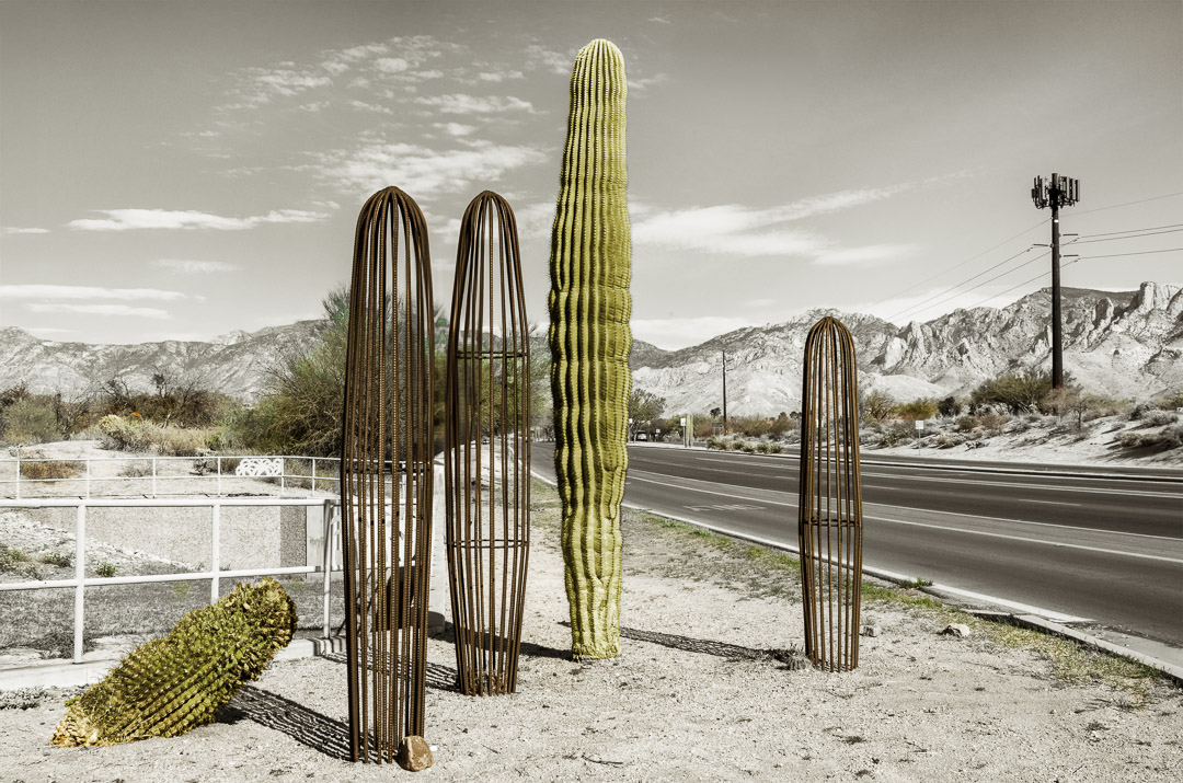 Urban Portraits 6 Real cactus next to metal cactus sculptures. All next to road near small mountians.